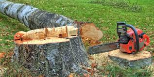 North Beach Haven, NJ Tree Services Company