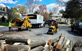 Best Tree Removal  in North Beach Haven, NJ