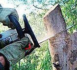 Best Hazardous Tree Removal  in North Beach Haven, NJ