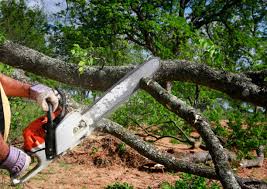 Best Leaf Removal  in North Beach Haven, NJ