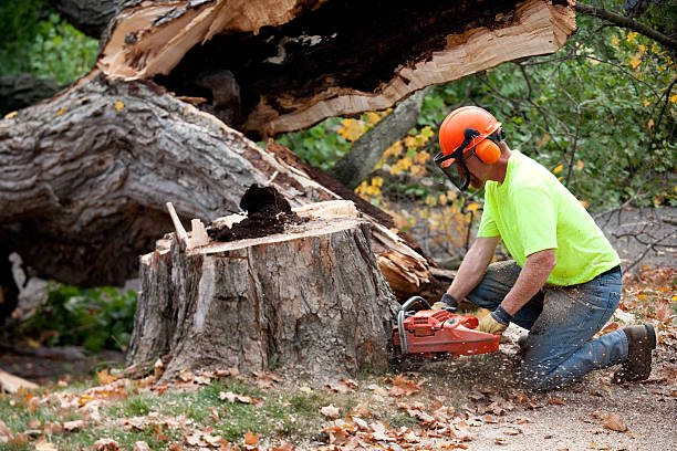 Best Tree Risk Assessment  in North Beach Haven, NJ
