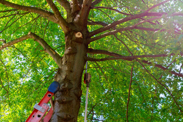 How Our Tree Care Process Works  in  North Beach Haven, NJ